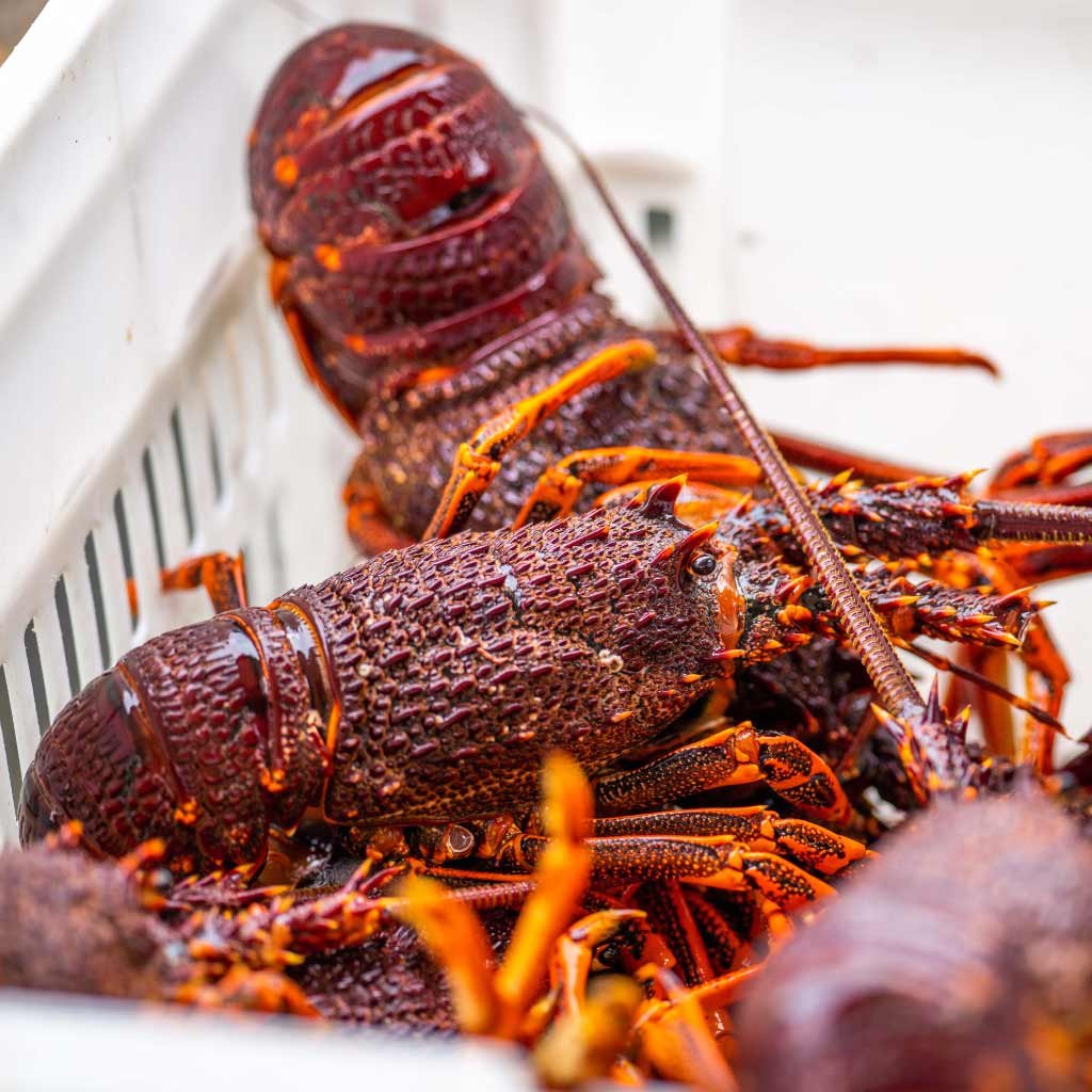 Lobster Tail | East Coast