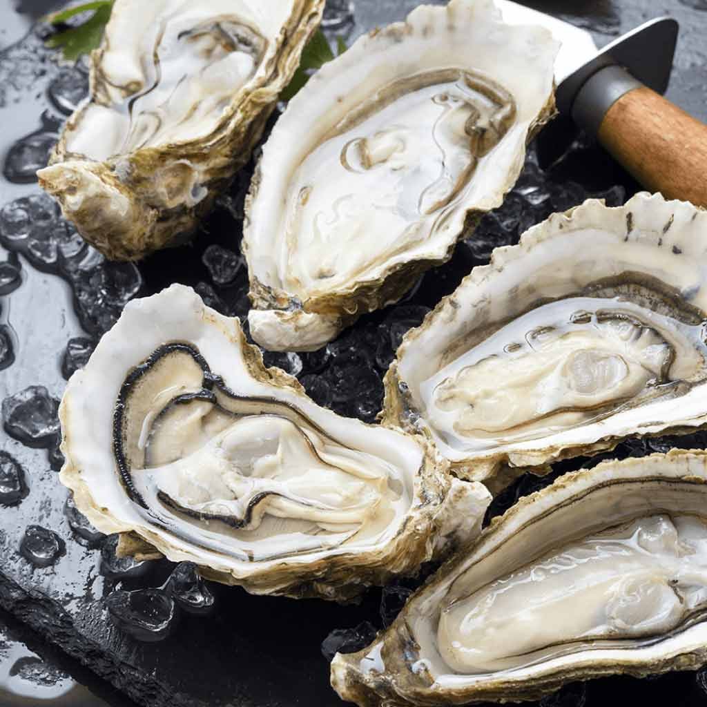 12 Oysters | Large