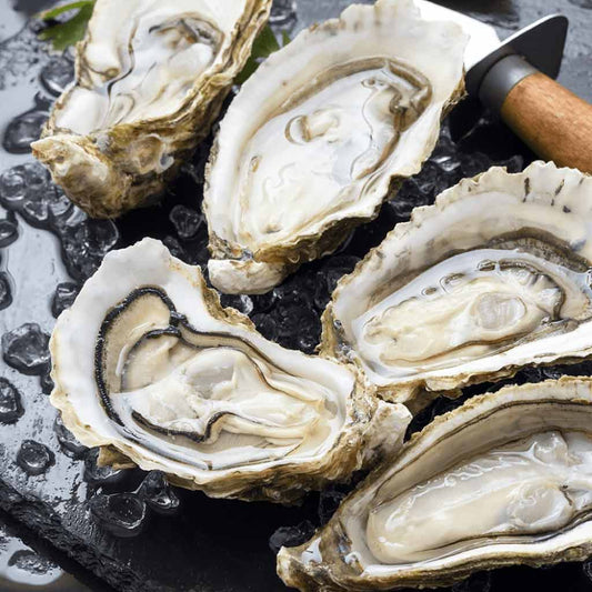 12 Oysters | Large