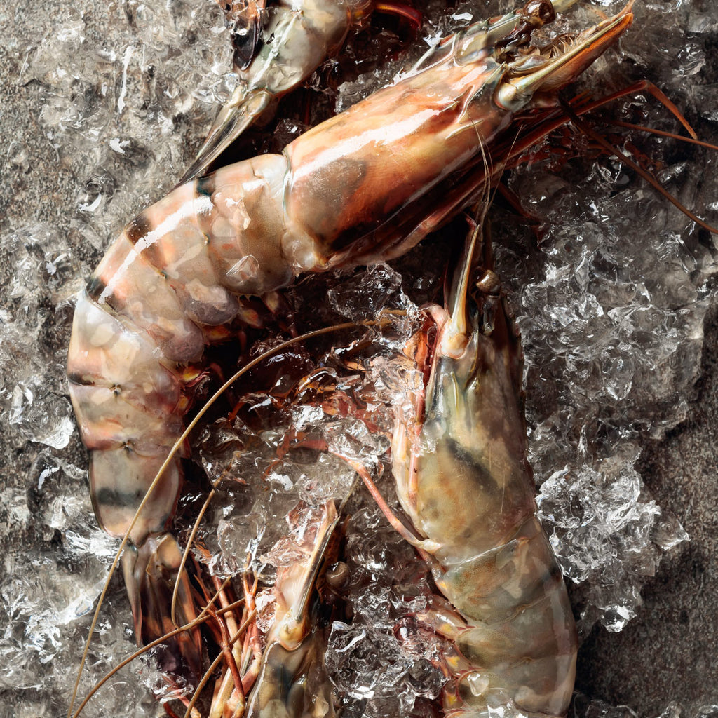 Black Tiger Prawns | Wild-caught | Large | 800g