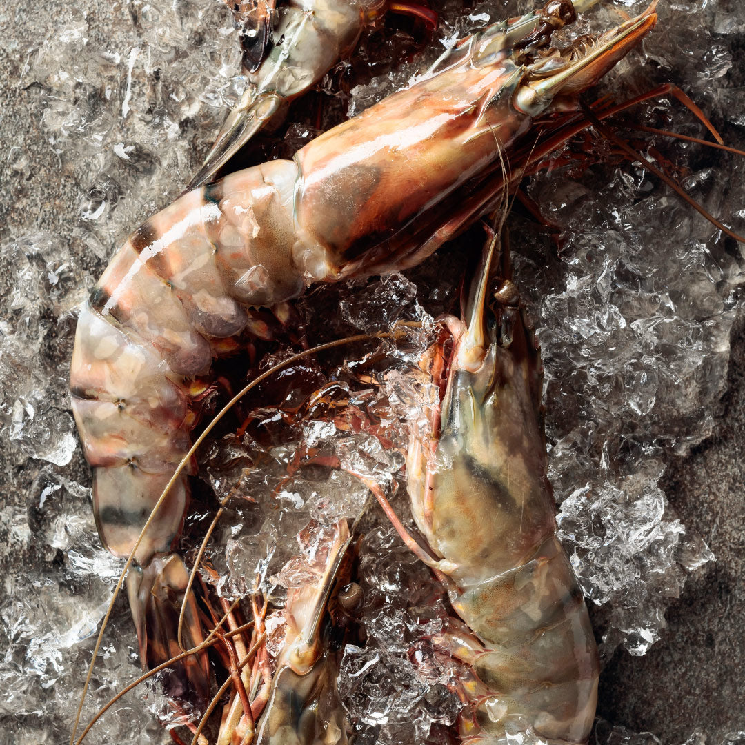 Black Tiger Prawns | Wild-caught | Large | 800g