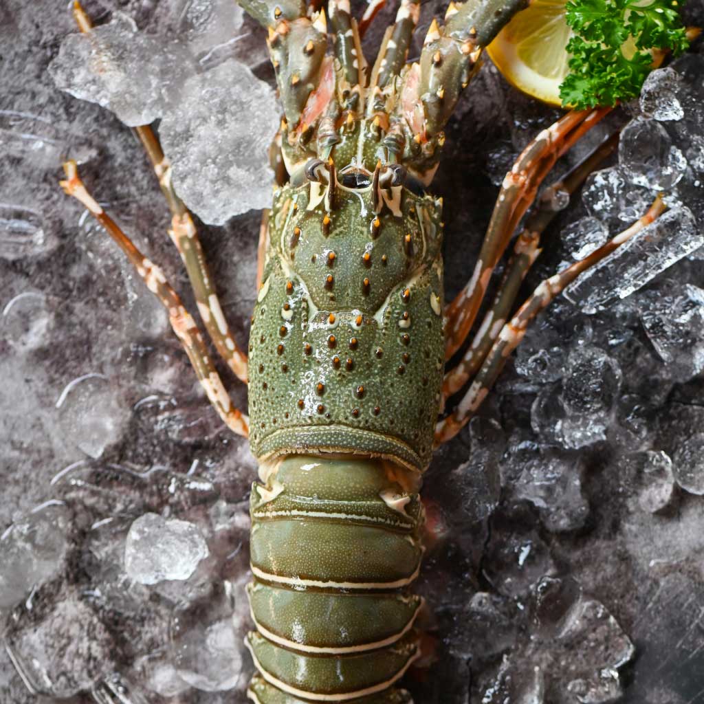 Lobster | Whole | Mozambican