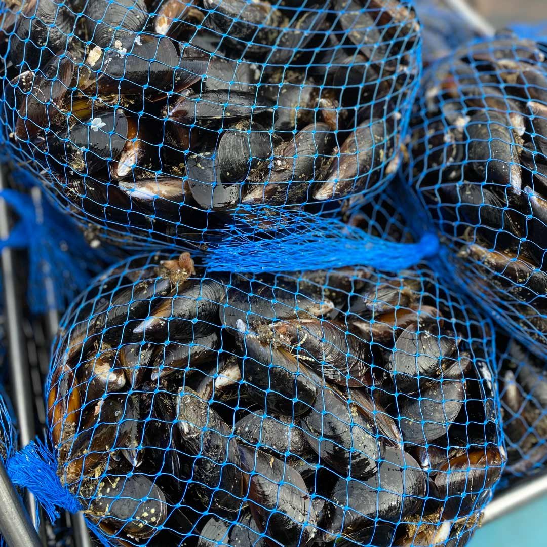 Fresh Mussels | 5Kg Box