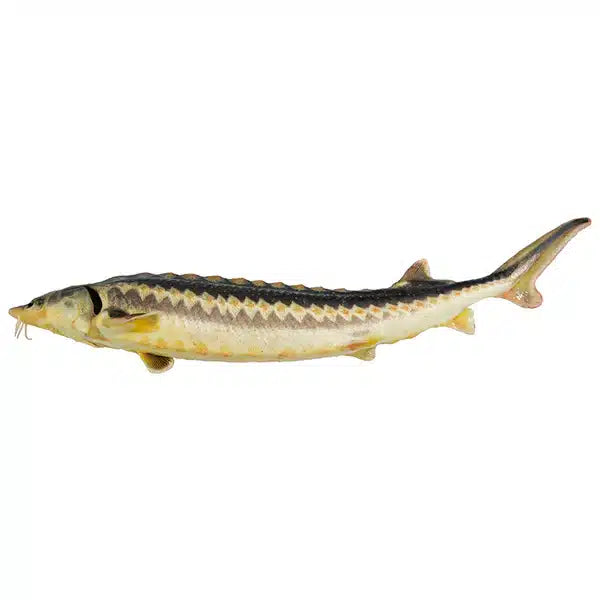 Asetra | Cru Caviar | 30g
