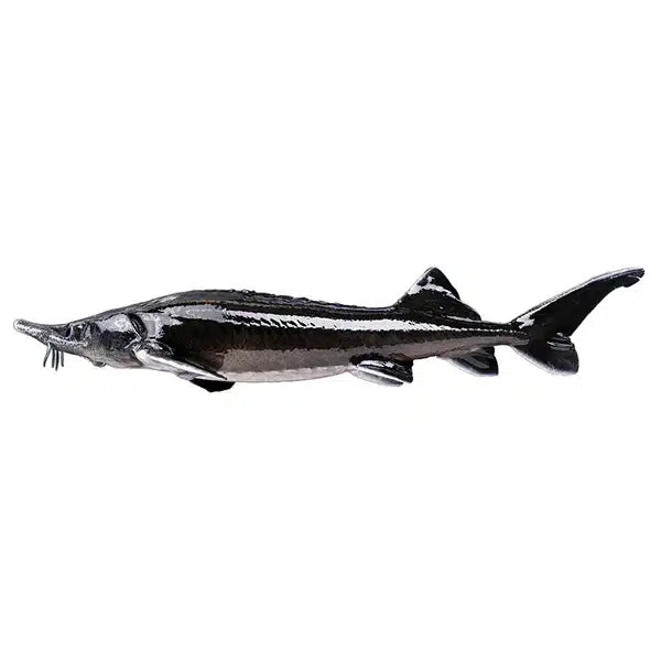 Imperial | Cru Caviar | 50g